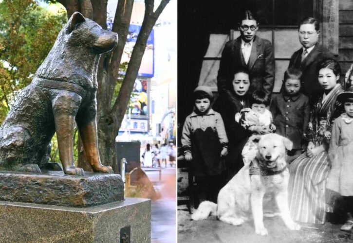 The Story of Hachikō, the Akita That Waited Every Day For His Human (For 10 Years)