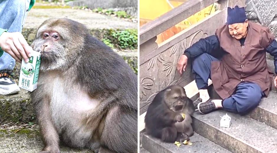 The story of Xing Xing the one armed Tibetan macaque monkey and Grandma Ye the Nun in China