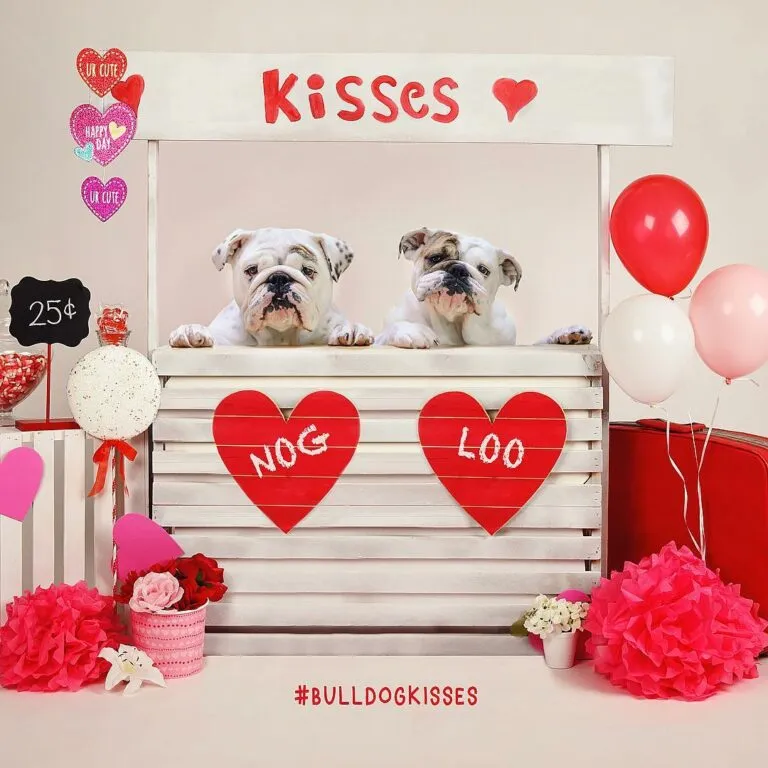 Two Wrinkles, Two Homes Eggnog and Igloo’s Custom Abodes Celebrity Pets