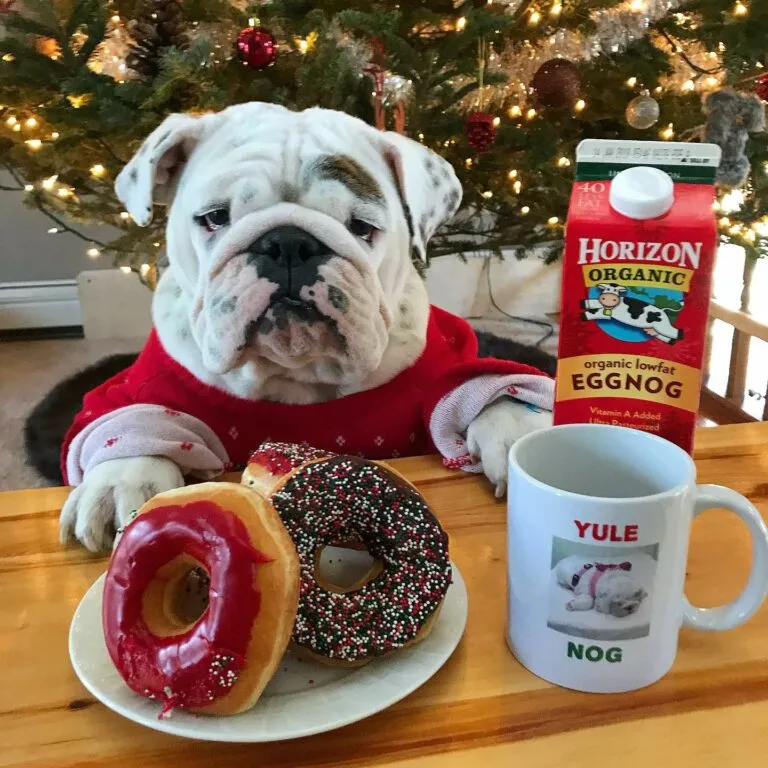 Two Wrinkles, Two Homes Eggnog and Igloo’s Custom Abodes Celebrity Pets