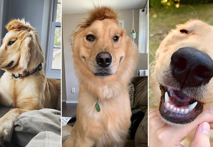 The Rise of the 'Golden Unicorn': Meet Rae, The One-Eared Golden Retriever!