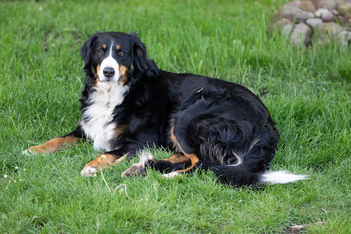 What Kind Of Dog Does The President Of Ireland Have?