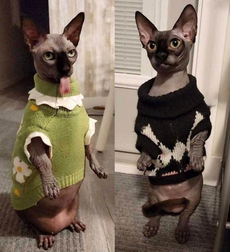 Bambam the Hairless Munchkin - cat wearing sweaters