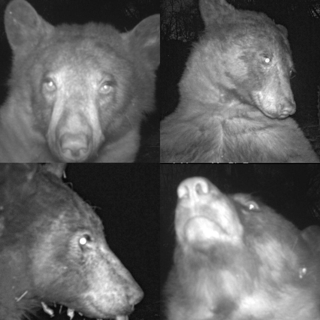 Bear in Colorado took 400 selfies on trail camera