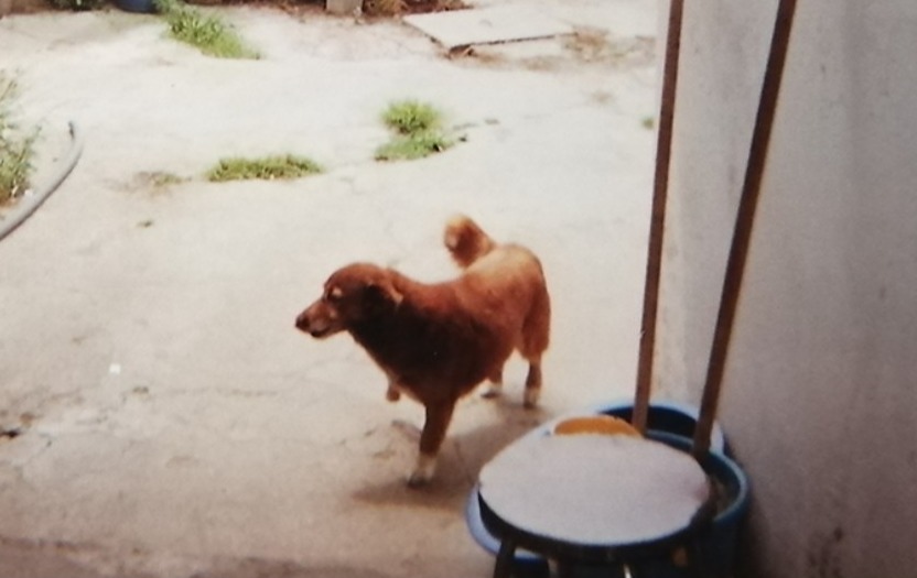 Bobi at age 7 in 1999