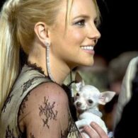 Britney Spears' pet Bit Bit