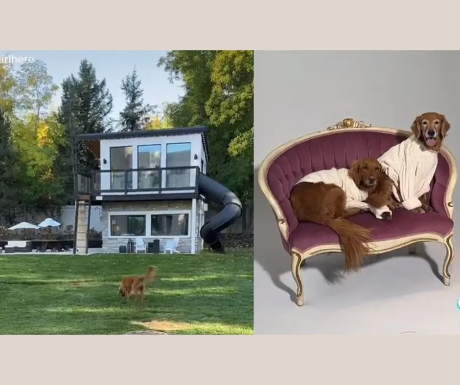 Chip Pups Living luxuriously in their own doggy mansion Celebrity Pets