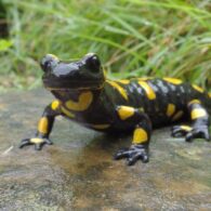 David Attenborough's pet Fire Salamander