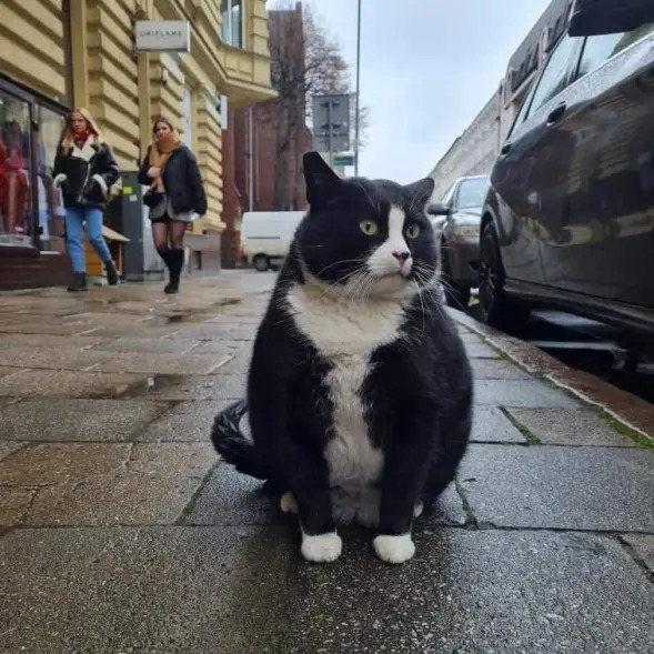 Gacek The Chonky Feline is Poland's Hottest Attraction
