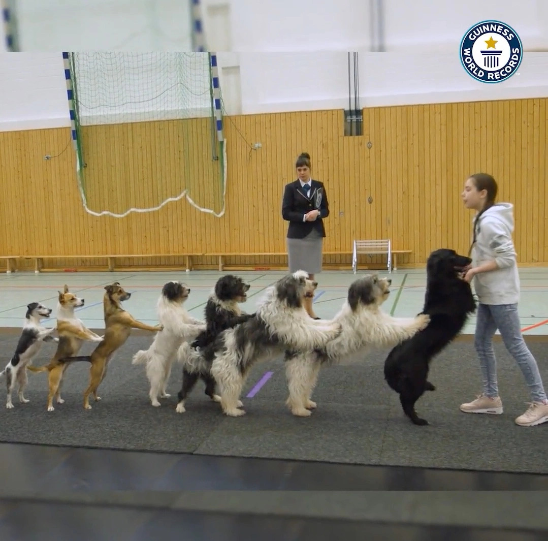 Guinness World Record for Most Dogs in a Conga Line
