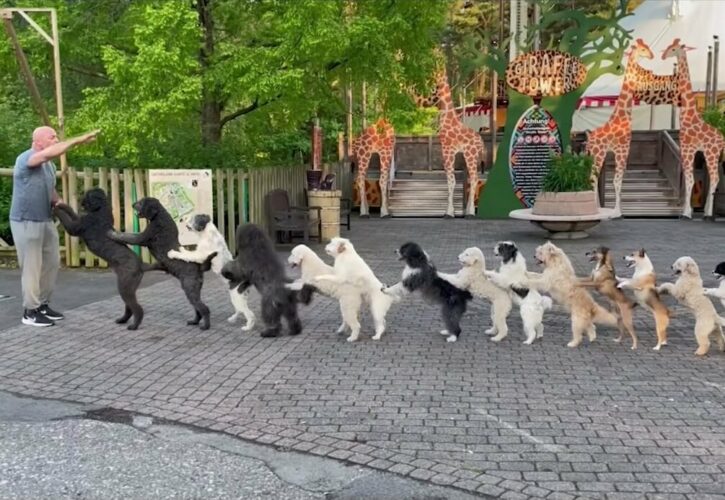 German Dog Trainer Earns Guinness World Record for Most Dogs in a Conga Line in 2023