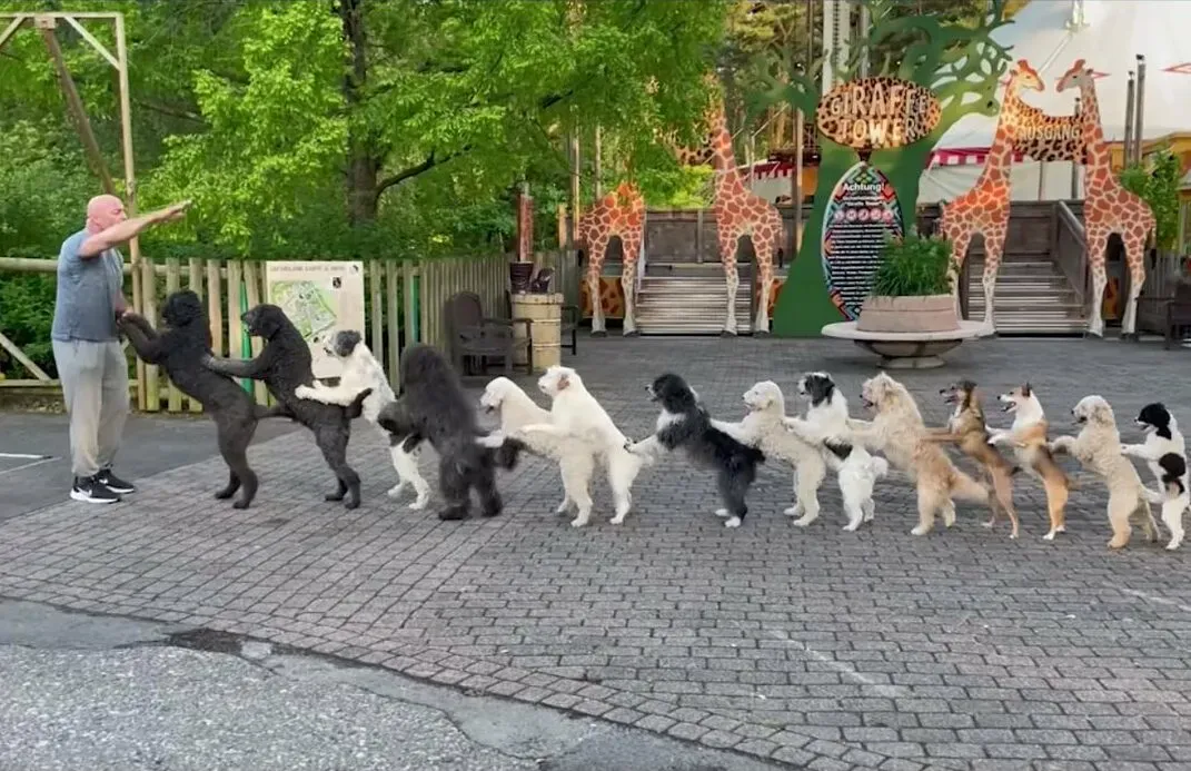 German Dog Trainer Earns Guinness World Record for Most Dogs in a Conga