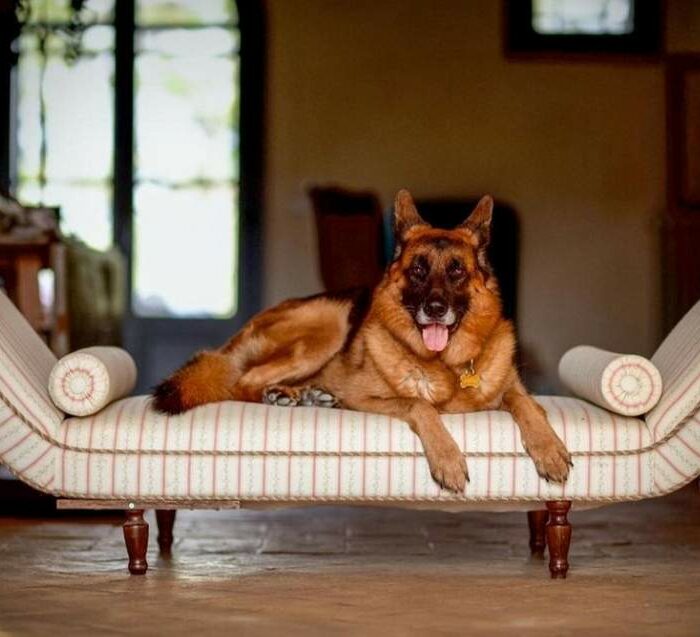 Gunther VI - German Shepherd - World's Richest Dog