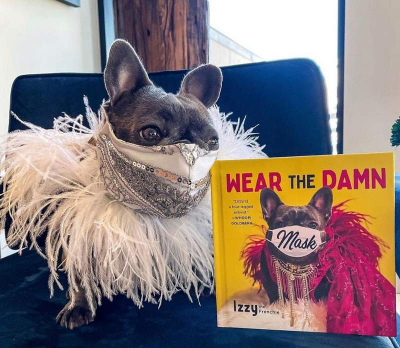 Author Izzy the Frenchie with her book "Wear the Damn Mask"
