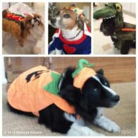 Joan Rivers' pet Rescue Dogs