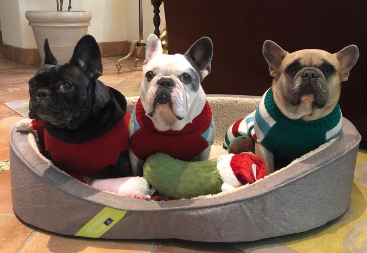 Dognapper who Returned Lady Gaga’s Frenchies is Now Suing for the $500k Reward