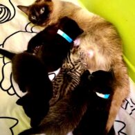 Miranda Cosgrove's pet iCarly foster cat family