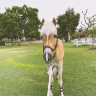 Olivia Dudley's pet Horse