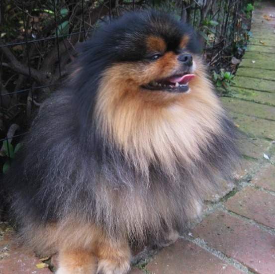 Ozzy Osbourne Pomeranian dog Rocky