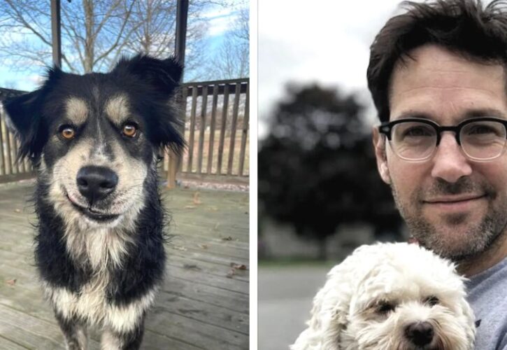 Pawl Ruff the Shelter Dog Hoping to Get Adopted by his Look-alike Paul Rudd