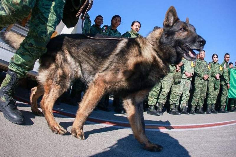 Proteo Mexican Rescue dog who recued survivors of the Turkey Earthquake