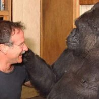 Robin Williams' pet Koko