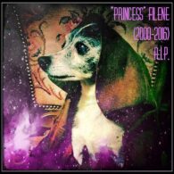 Sean Lennon's pet Filene