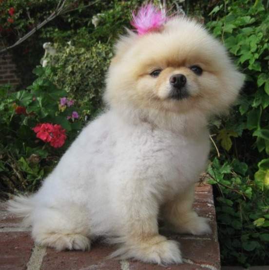 Sharon Osbourne Pomeranian dog Bella