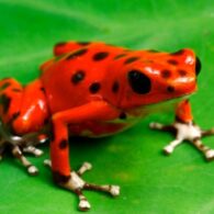 David Attenborough's pet Poison Dart Frogs