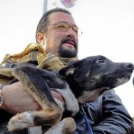 Steven Seagal's pet Bucharest Street Dog
