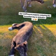 Trudie Styler's pet Mole, Saoirse, and Kit
