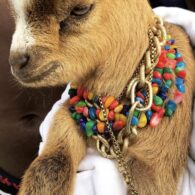 Wizkid's pet Goat
