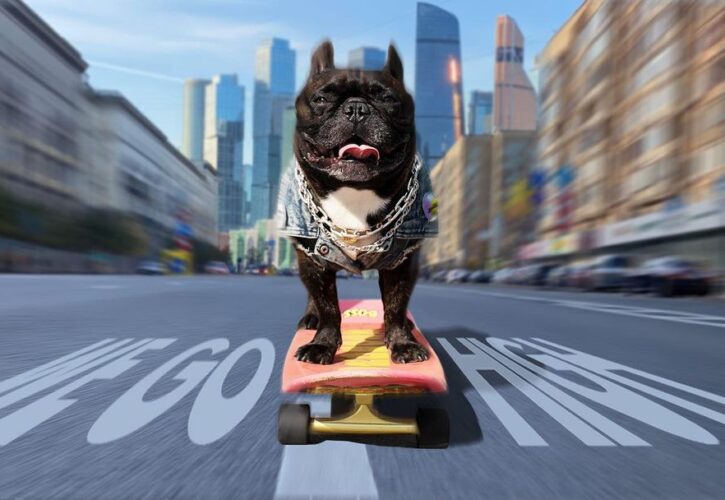 No One Shreds Harder Than Nord Boss the French Bulldog
