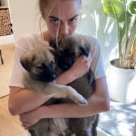 Cara Delevingne's pet Bowie and Hendrix