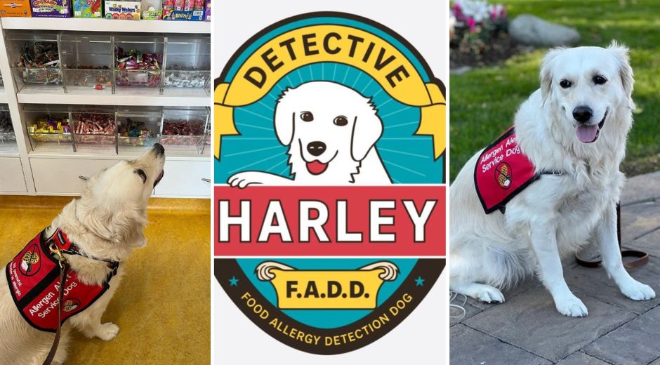 Detective Harley FADD Peanut Allergy Sniffing Dog