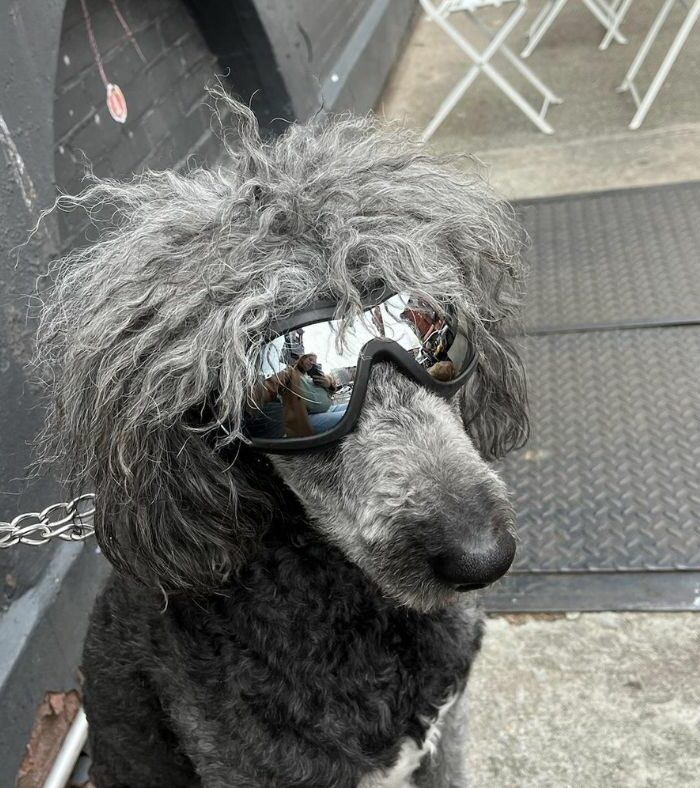 Reddit user /National_Square_3279 dog wearing sunglasses to avoid fights