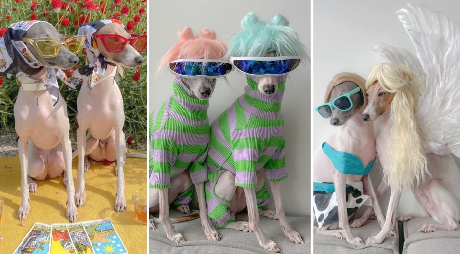 Ghost and Wren Greyhound Dog Fashion Influencers