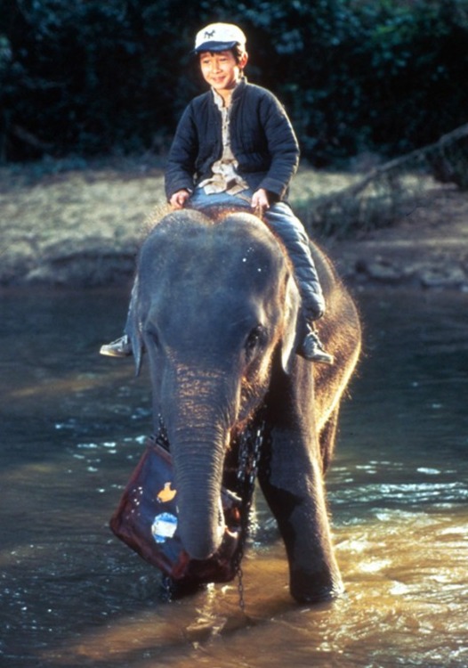 Ke Huy Quan as Short Round riding an elephant in Indiana Jones