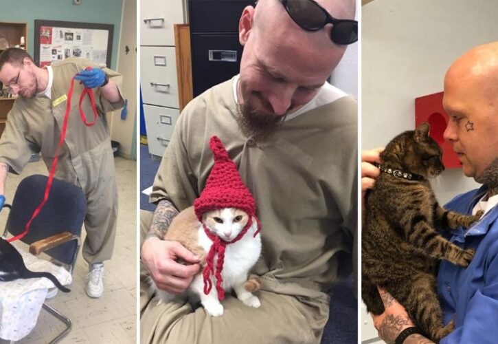 These Shelter Cats Were Sent to Prison! (For Therapeutic Purposes)