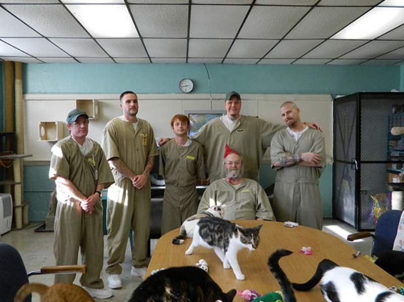 Prison inmates fostering shelter cats