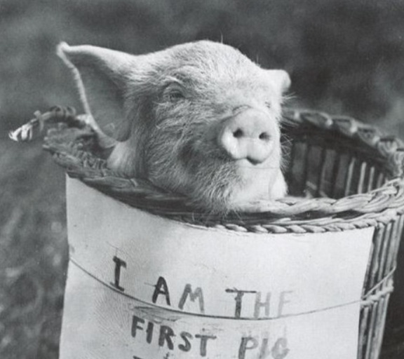 The First Flying Pig
