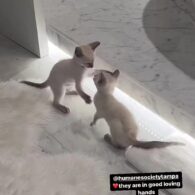 Gisele Bündchen's pet Vivi's Siamese Kittens