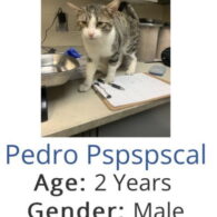 Pedro Pascal's pet Cats