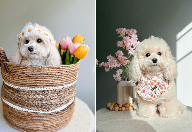 Get to Know Tato Bear: A Photogenic Maltipoo with a Passion for Design