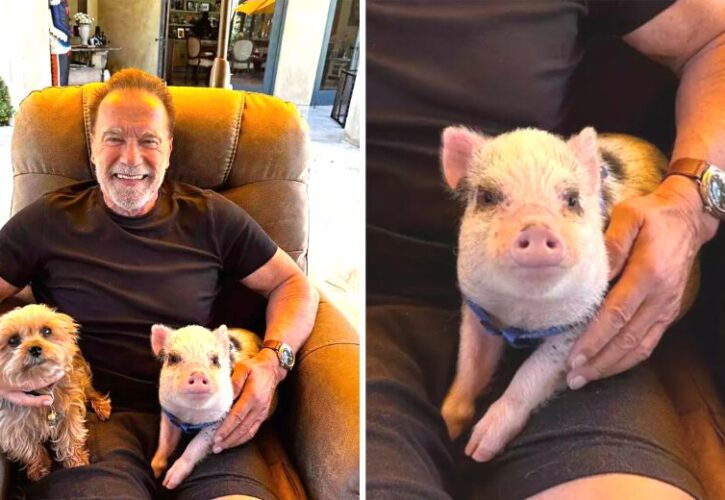 Arnold Schwarzenegger Adds a Pet Pig to His Personal Petting Zoo