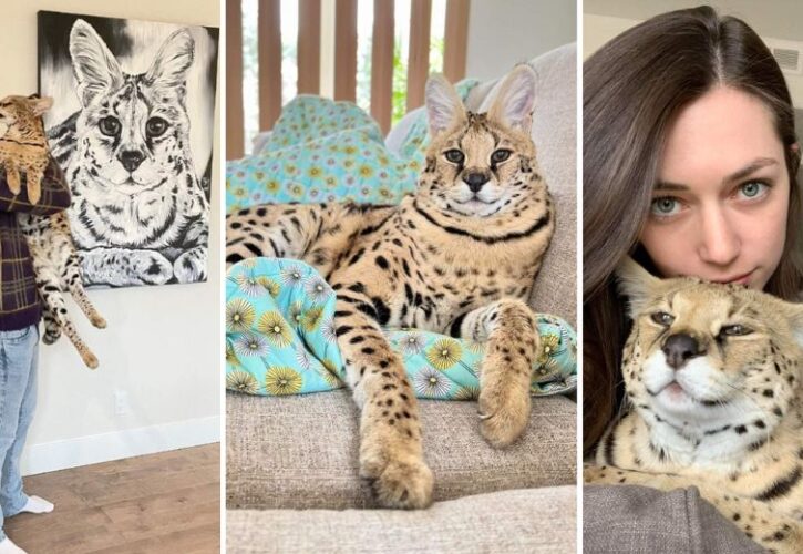 Interview with Chloe the Serval – The Story of a Huge House Cat with a Personality to Match