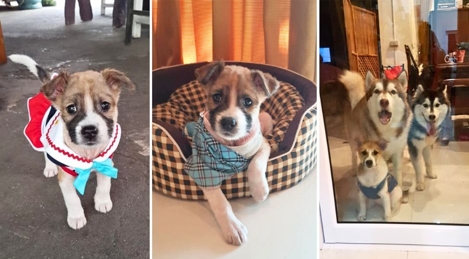 Chomebueng Thai marathon rescue puppy