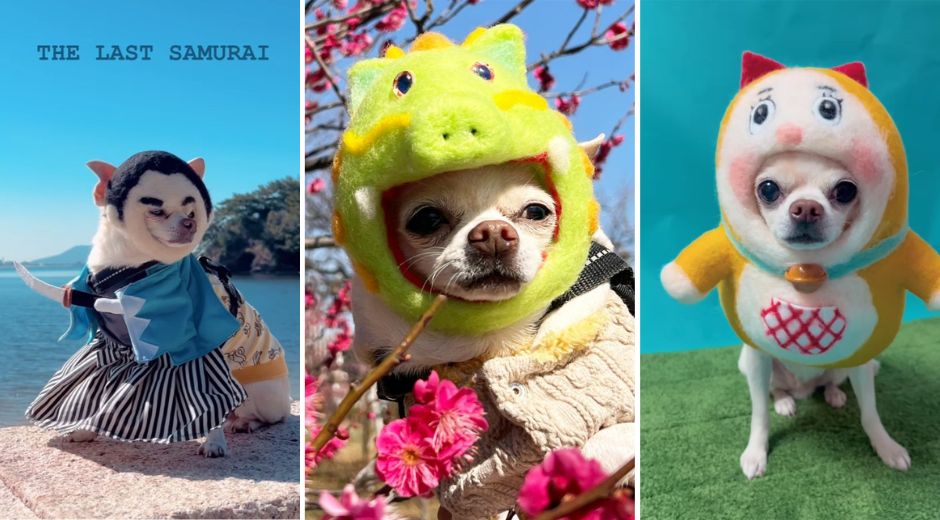 Foku cosplaying Chihuahua in Japan @pekosanddesu