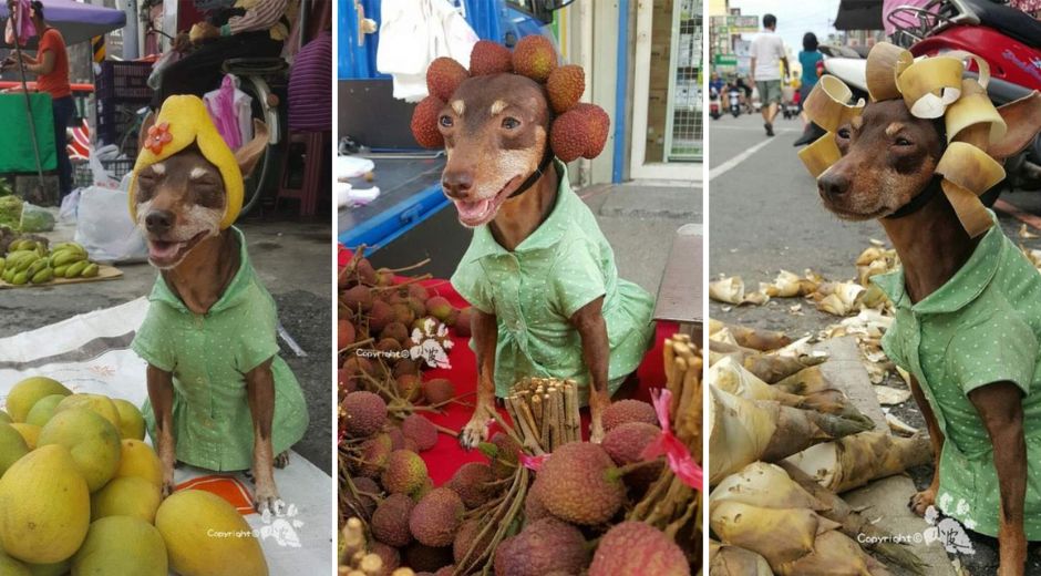 Little Xiao Pi street vendor dog in Taiwan