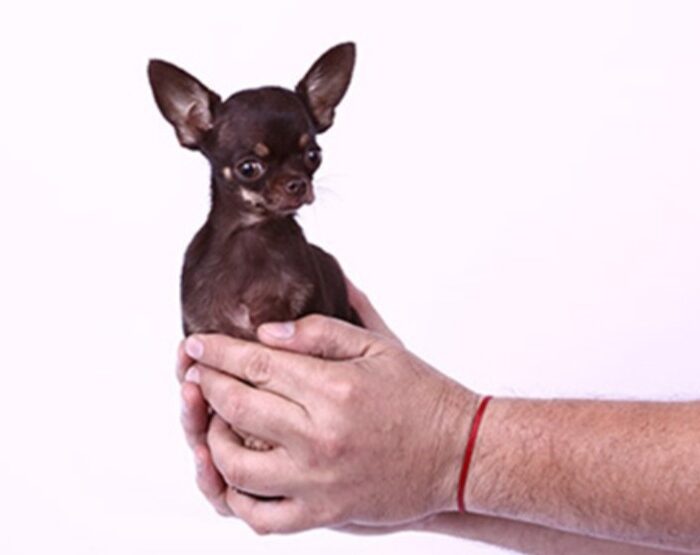 Miracle Milly Chihuahua World's Smallest Dog